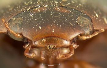 Media type: image;   Entomology 6041 Aspect: head frontal view